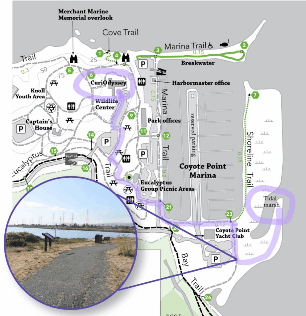 A map of Coyote Point, showing the route from CuriOdyssey to the Marsh highlighted in purple. An inset photo shows a path with a sign, trash can, and bench on the left side of the path. 
