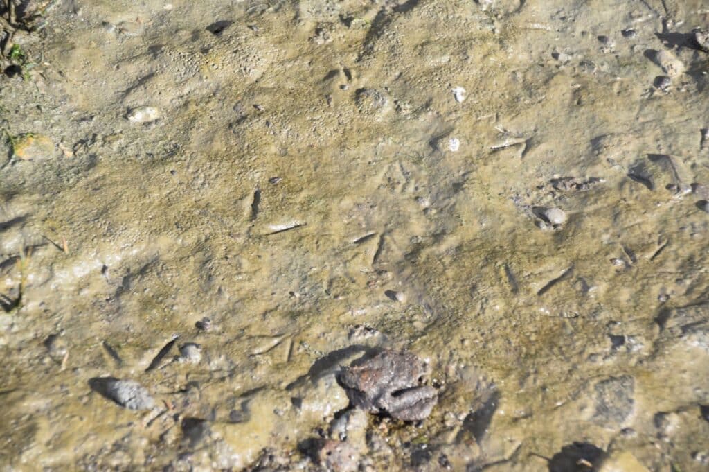  a close up of some three-toed bird tracks in brown marsh mud. The mud is also dotted with pebbles. 
