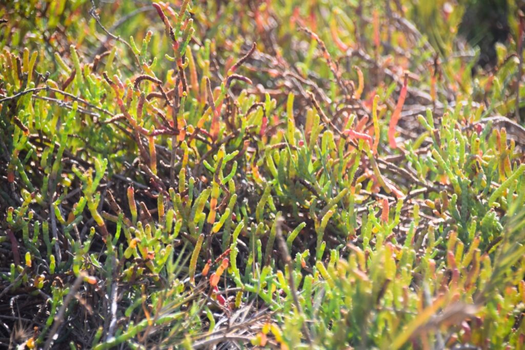 a close-up photo of pickleweed, a marsh plant that grows in bumpy, cylindrical stems. Most of the plants are green, but some have red tips. 