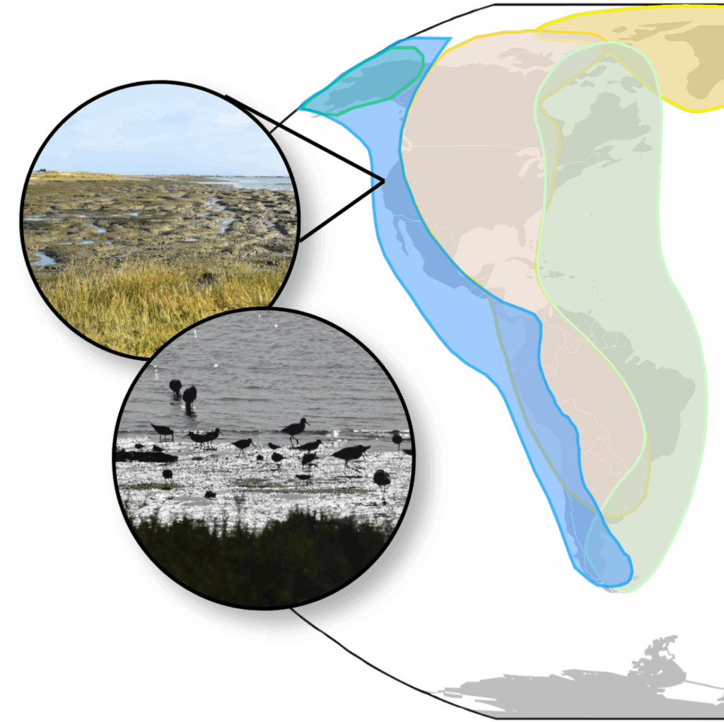 A map of North and South America, with regions highlighted to show three different migratory paths for birds. The Pacific Flyway, the western region, is in blue. An inset photo out where Coyote Point’s Marsh is, and another shows shorebirds silhouetted against the water. 