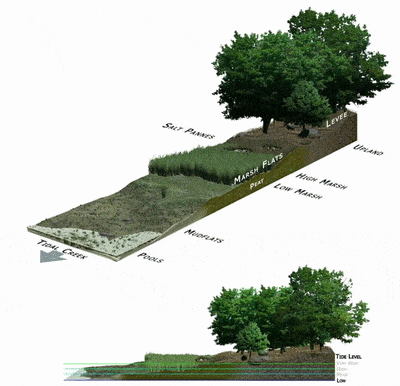 An animated diagram showing how a salt marsh floods in high tide. Water covers the mud flats, then the small plants, and finally reaches the trees. 
