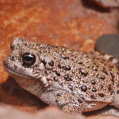 Amphbians-western-toad