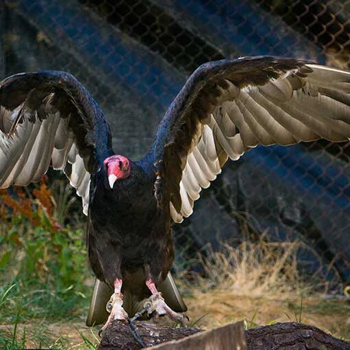 Birds-Turkey-Vulture