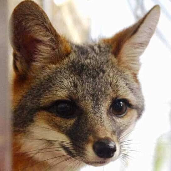 Gray Fox