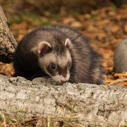 brown ferrets