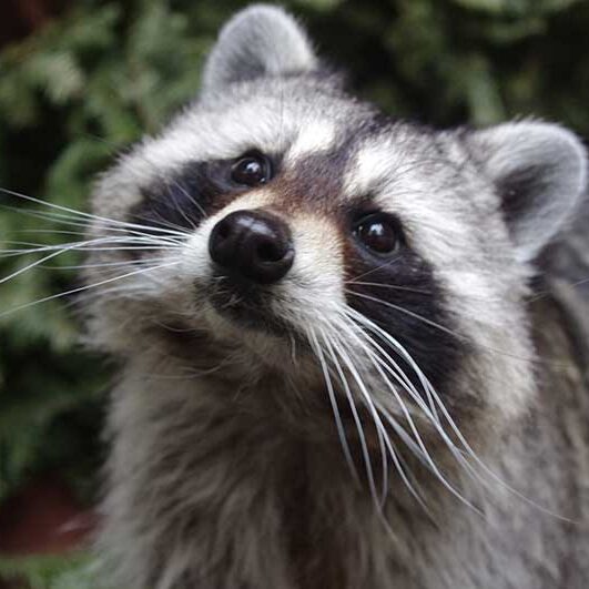 are racoons related to dogs