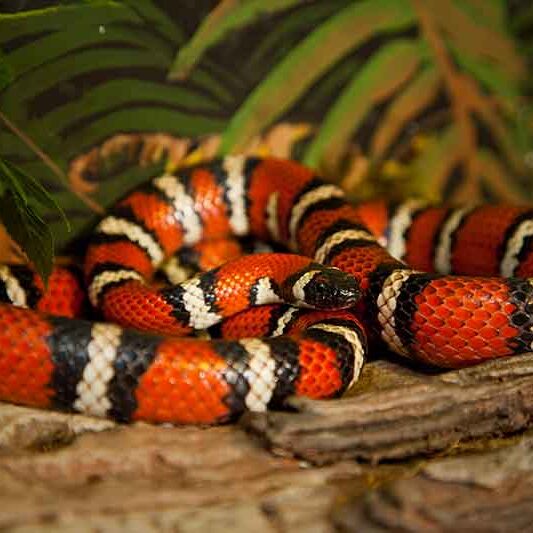 Kingsnake Facts