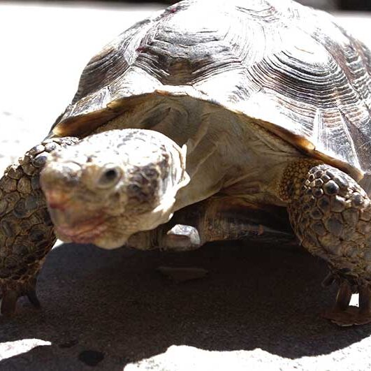 Reptiles-Desert-Tortoise