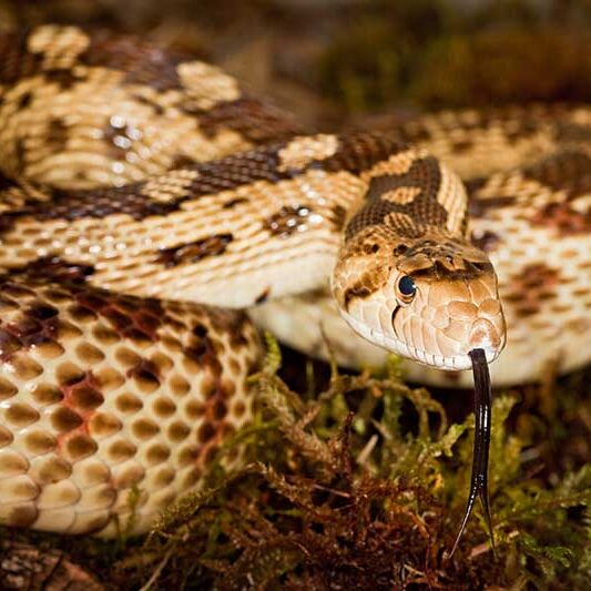 Reptiles-Gopher-Snake