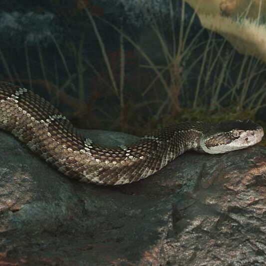 Reptiles-Northern-Pacific-Rattlesnake