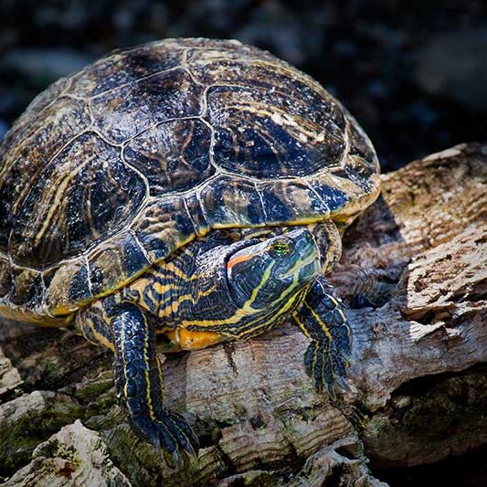 Reptiles-Red-eared_Slider