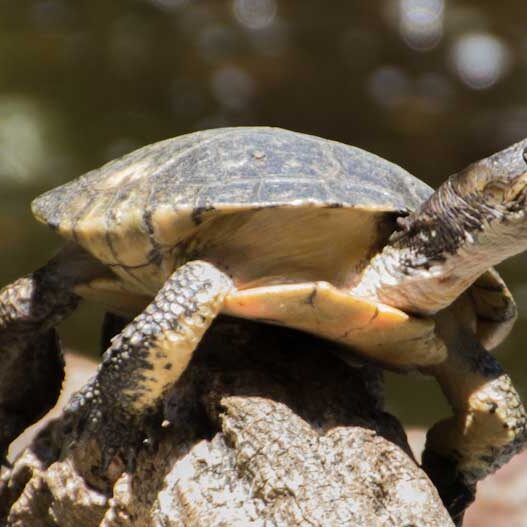 Reptiles-Western-Pond-Turtle