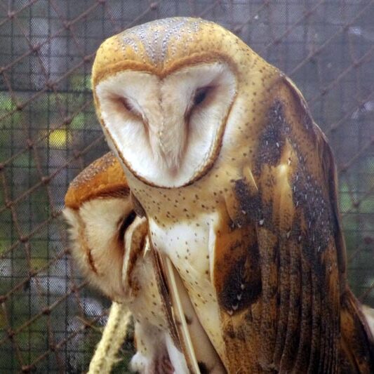 animal-barn-owl