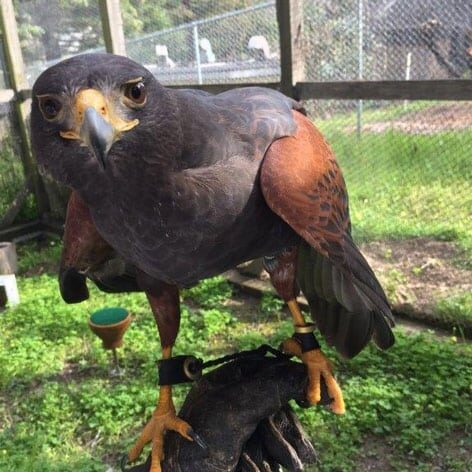 image of Harris Hawk