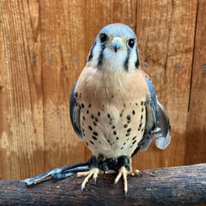 Raptor Power: Discover Birds of Prey - CuriOdyssey