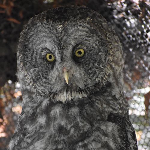 Great grey owl at CuriOdyssey