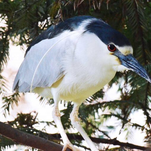 Heron perches on tree branch