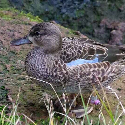 animal-blue-winged-teal