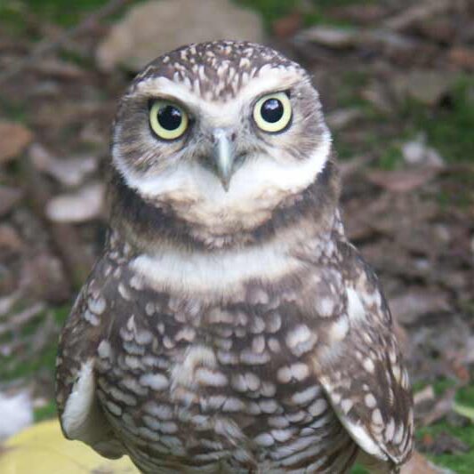 animal-burrowing-owl-800x533