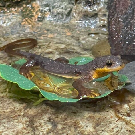 Newt stands on leaf, floating in water