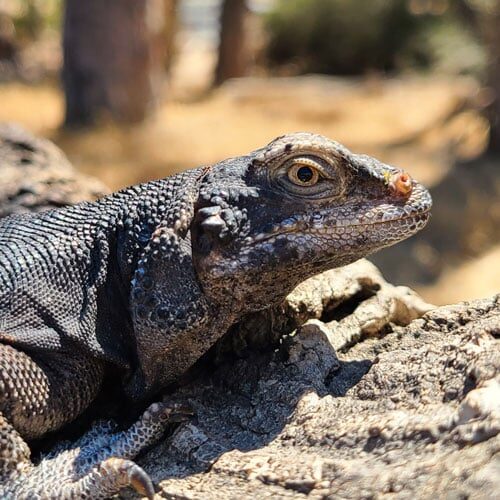 animal-chuckwalla