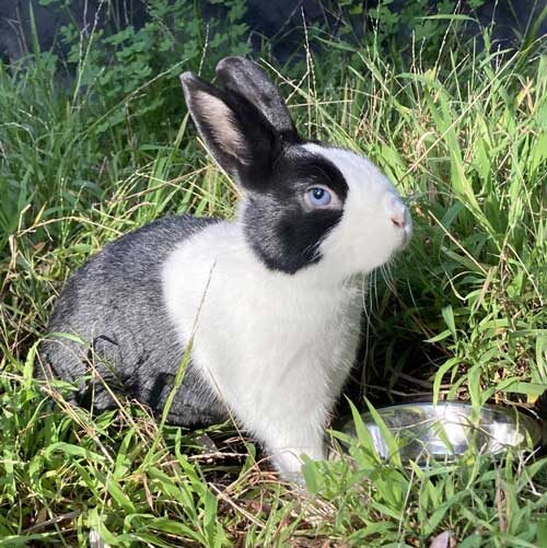 Rabbit sits in grass with water bowl
