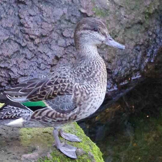 animal-green-winged-teal