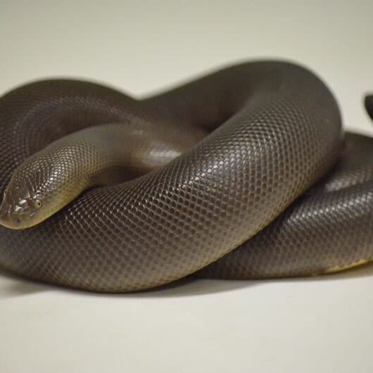 animal-rubber-boa