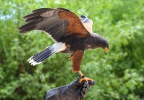 Harris's Hawk with wings outstretched, perched on glove
