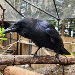 Crow perched on a log