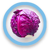 Head of red cabbage