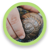 Hand holding a snail shell