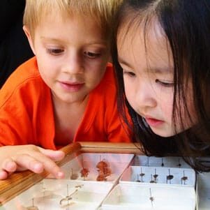Two children examine glass case of insects