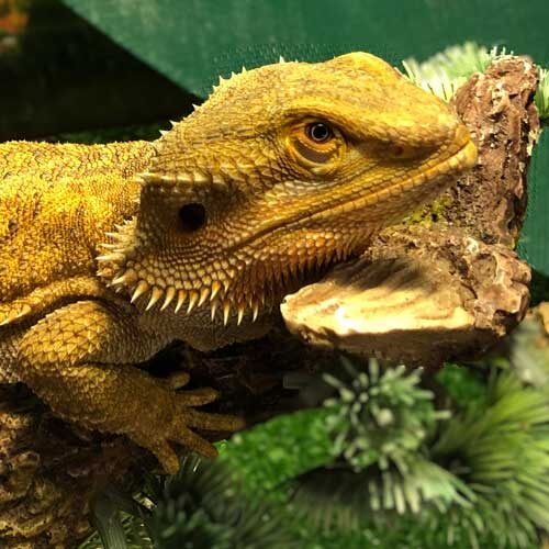 reptiles-bearded-dragon1