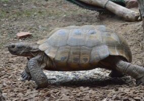 tortoise 2