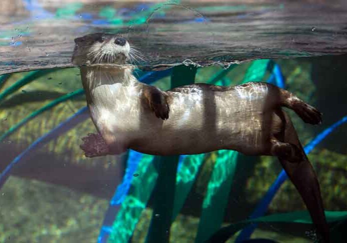 visit-otter-swimming